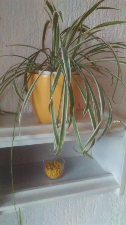 Apartman Lori Novi Vinodolski Exteriör bild